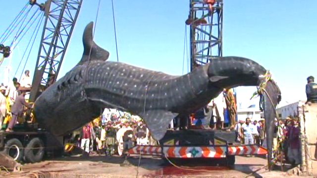 Catch of the Day: Massive whale shark caught