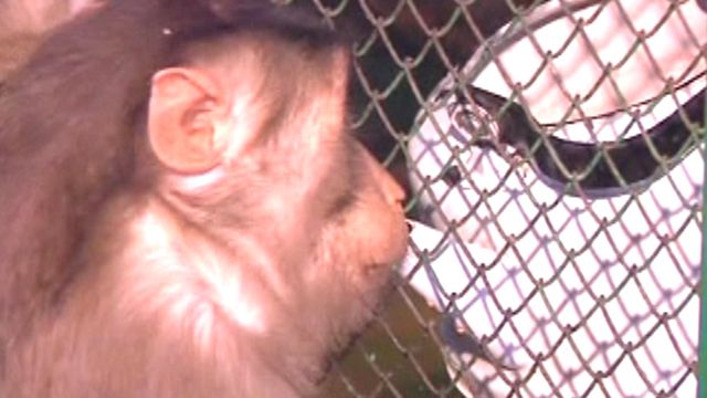Monkeys get liquored up at Kazakhstan zoo