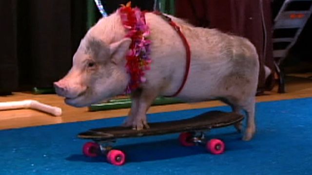 Pig Circus