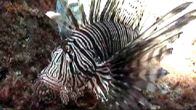 Venomous Fish Invade Florida Keys