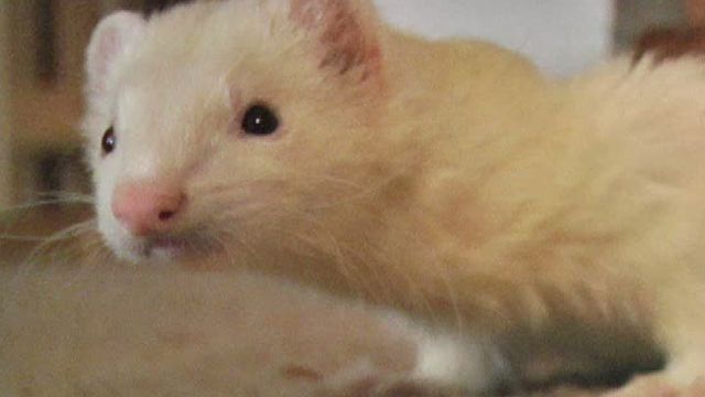 Pet owners seek change in law banning ferrets in California