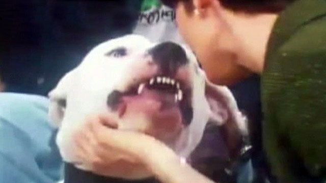 Dog bites anchor in face on live TV