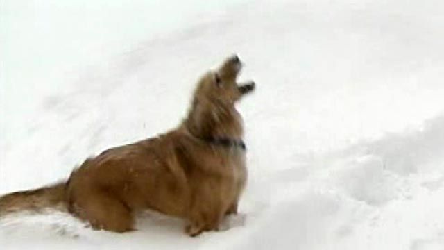 Snow-Eating Dog