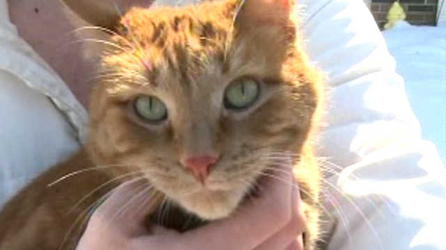 'Miracle Kitty' Survives Being Shot 19 Times