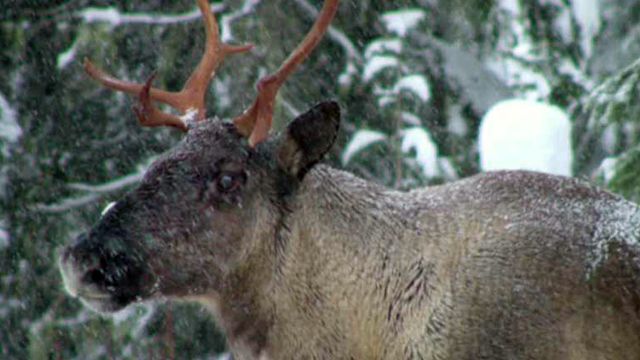 Congressman supports pipeline for sake of Caribou mating
