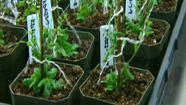 Can Plants Help Fight Terror?