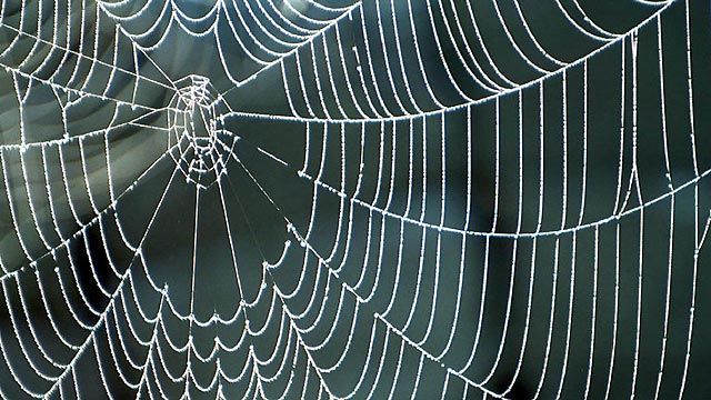 Spider web technology