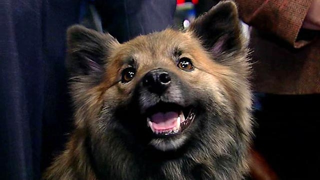 New Breeds Make Debut at Westminster Dog Show