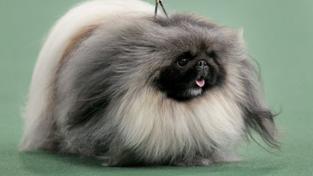 Pekingese wins best in show at Westminster Dog Show