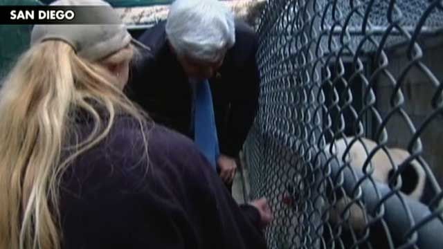 Video: Gingrich Feeds Panda at San Diego Zoo