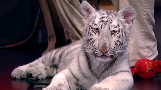 Rare White Tiger on 'Fox & Friends'