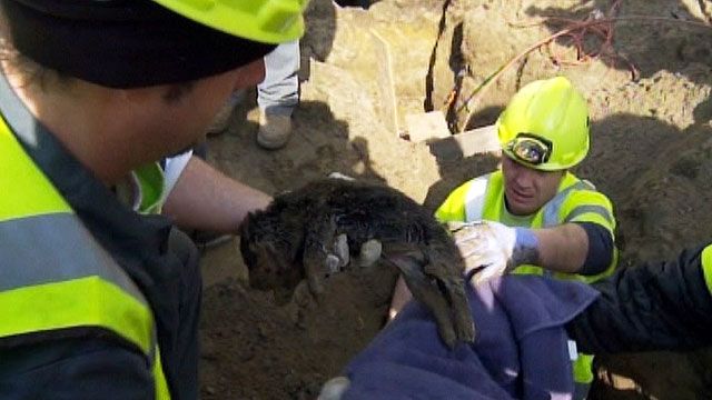 Puppy rescued from sewer pipe in Ohio