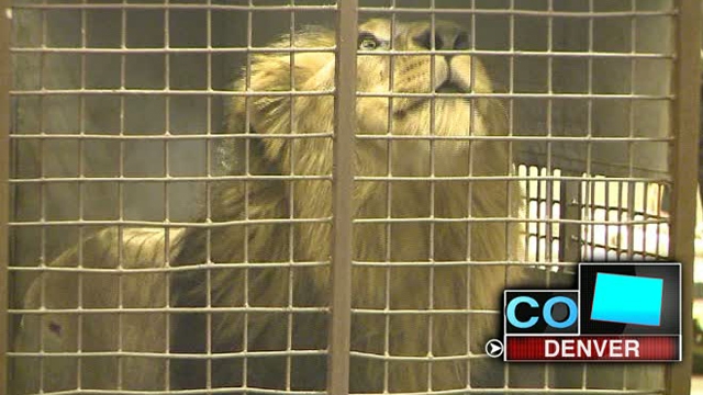 Across America: Lions Arrive in Colorado
