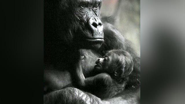 Cool Critters: Baby gorilla arrives at Pittsburgh Zoo