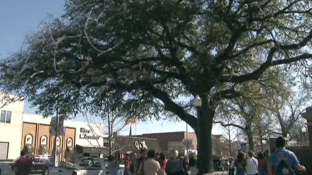 Arrest in Poisoning of Auburn's Storied Oak Trees