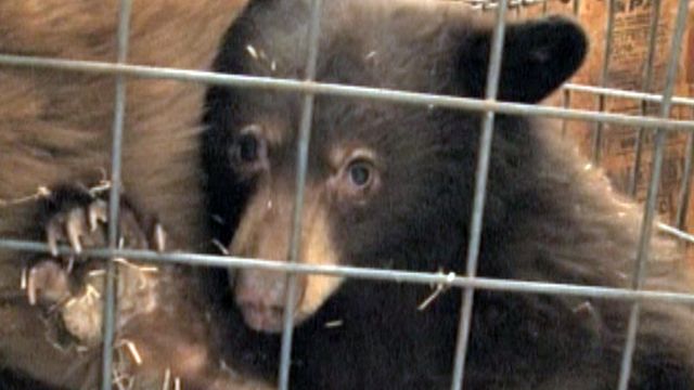 Orphan bear cubs released to wild