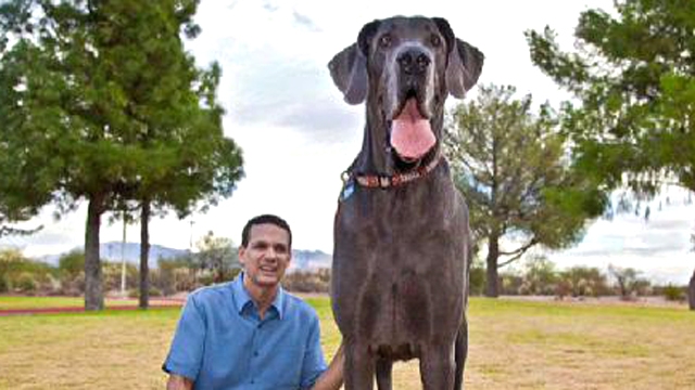Arizona Dog Is World's Tallest