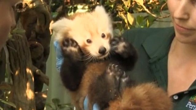 Aussie zoo shows off adorable twin baby red pandas