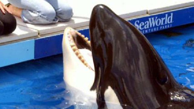 Tragedy at SeaWorld