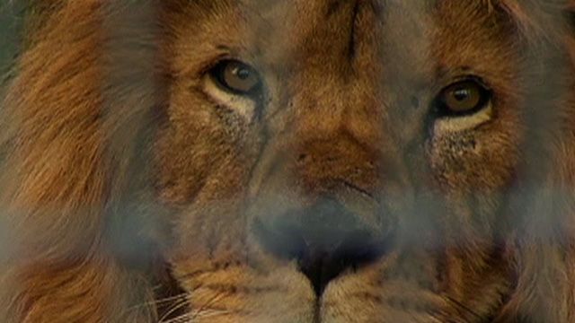 25 Circus Lions Rescued