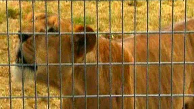 Rescued Lions Enjoying New Home