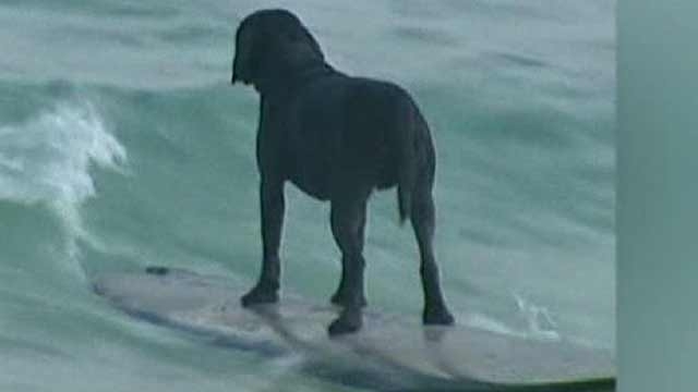 Surfing Pooch Promotes Chinese School