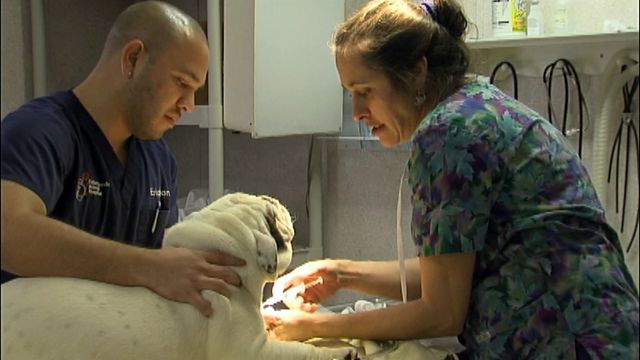 Veterinary team donates services to puppy mill rescues