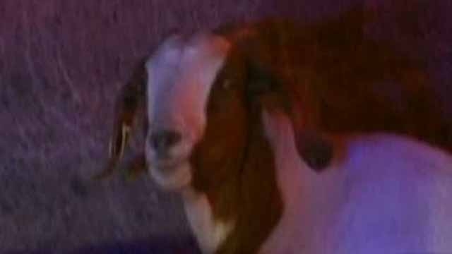 Across America: Goat Stampede in California