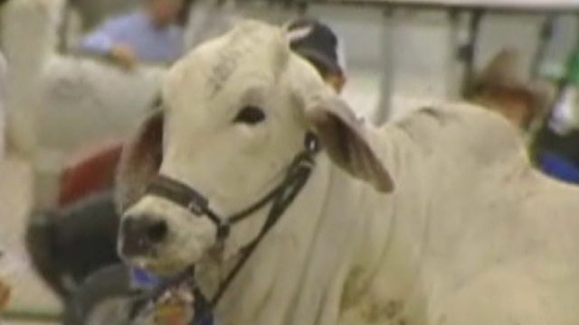 Across America: Cows get loose from Houston rodeo