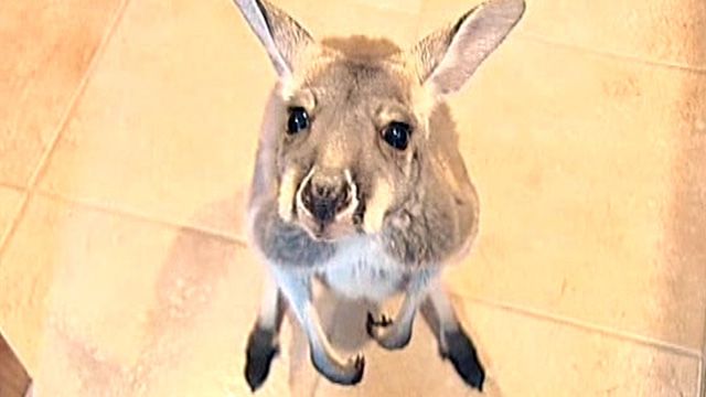 Kangaroo helps special needs girl
