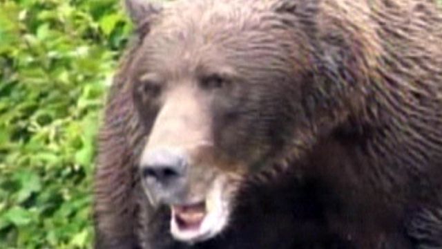 Across America: Grizzly bear charges tourists in Alaska