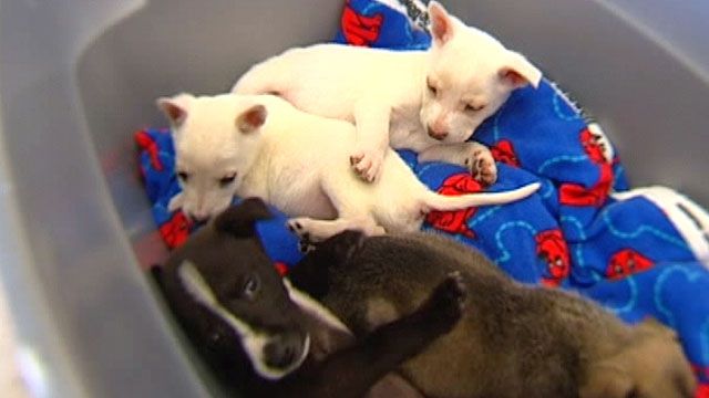 Four puppies found in a dumpster