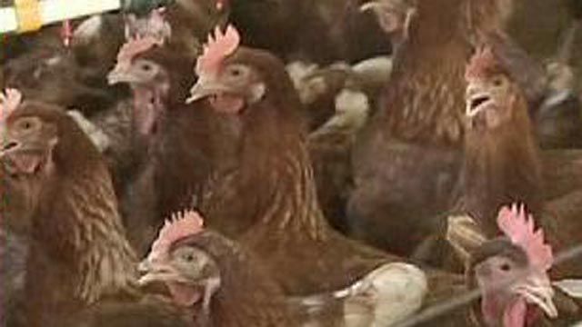 Chicken Farm Bailout?