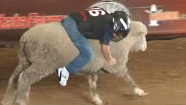 Tiny cowboys hold on tight in wild ride