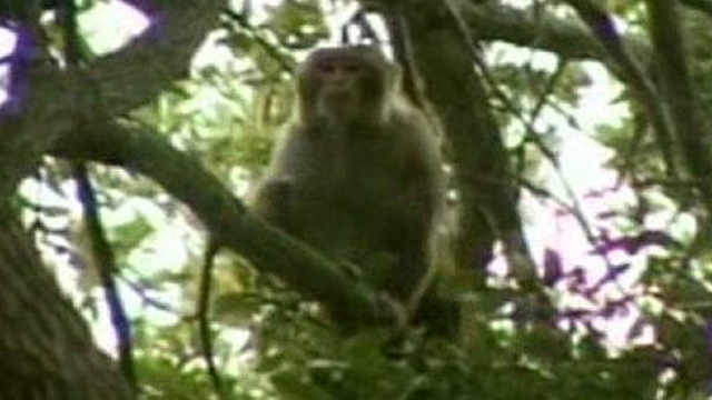 'Mystery Monkey of Tampa Bay'