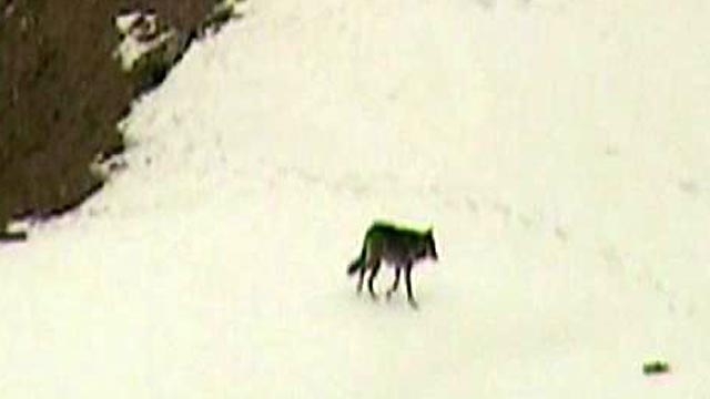 Montana Encouraging Killing of Wolves