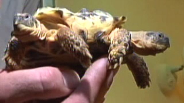 Rare two-headed tortoise on display in Ukraine