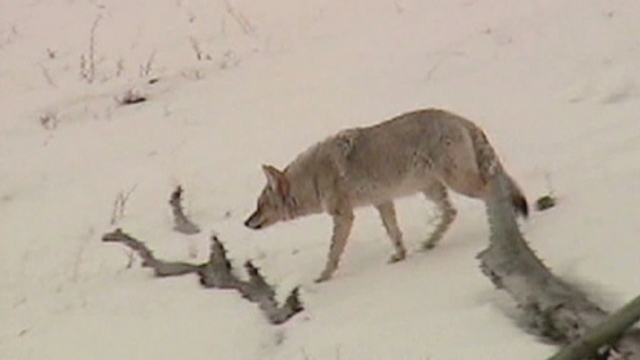 Wolf Population Rising Quickly