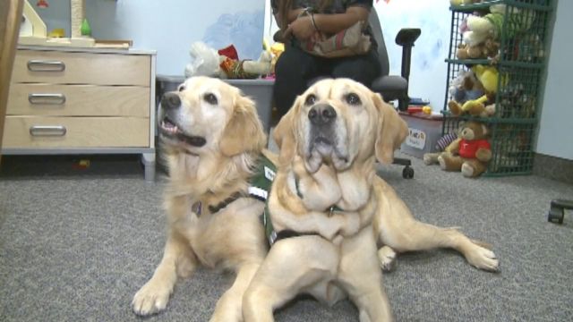 Witness Dogs Help Children Testify 