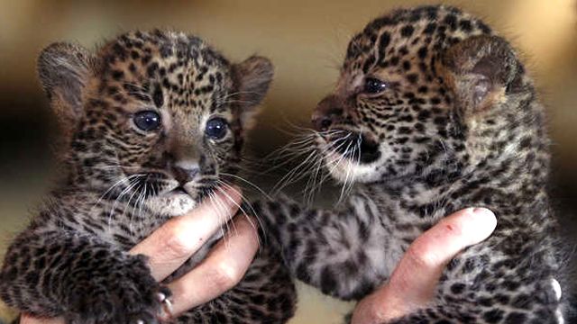 Baby Javan leopards make grand debut