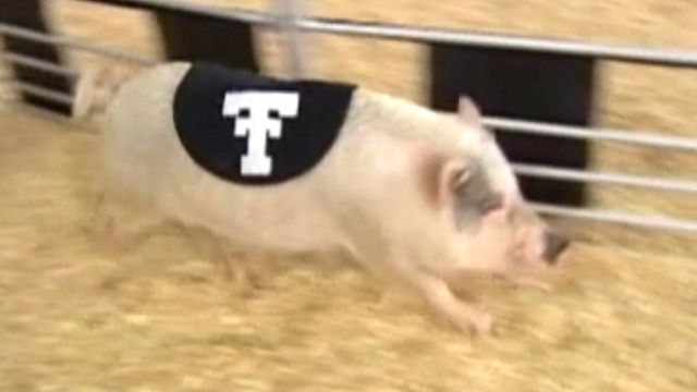 And they're off!: Pigs race at Houston rodeo