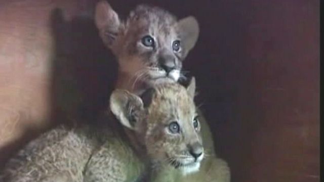 Extremely rare 'tigon' cubs born in China