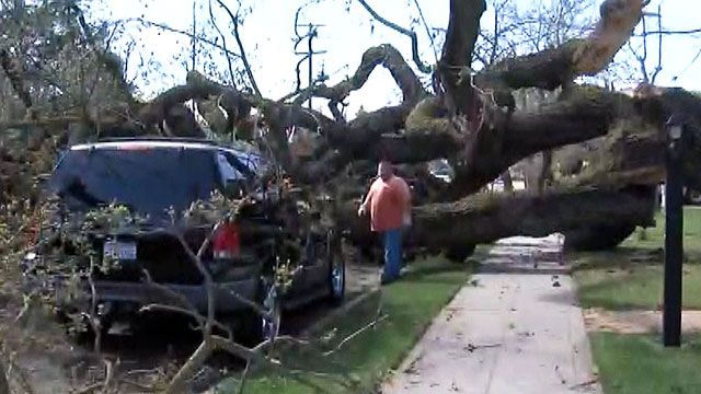 Massive oak tree toppled by high winds