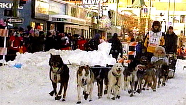 Iditarod Dog Race in Alaska