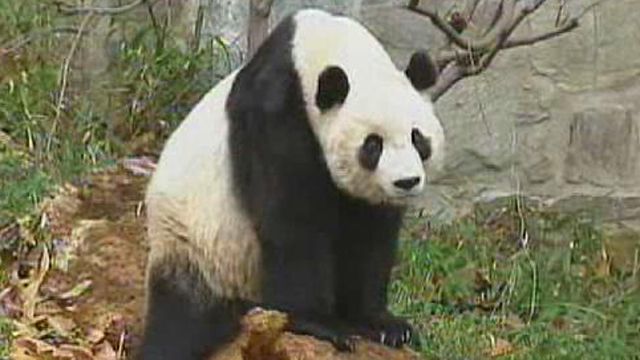 American-Born Panda on Display in China