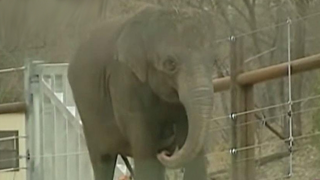 Cool Critters: Elephants Return to Oklahoma City