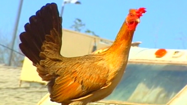 Wild Chickens Ruffling Feathers of Phoenix Residents