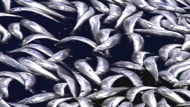 Millions of Dead Fish Wash Up in California