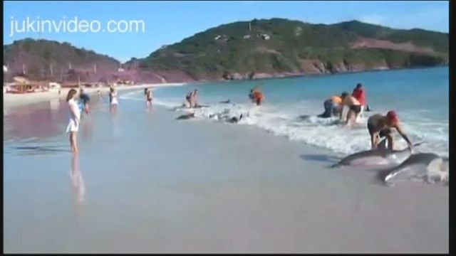 Beachgoers Save Dolphins in Brazil 