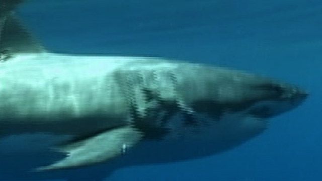 Great White Shark Secrets